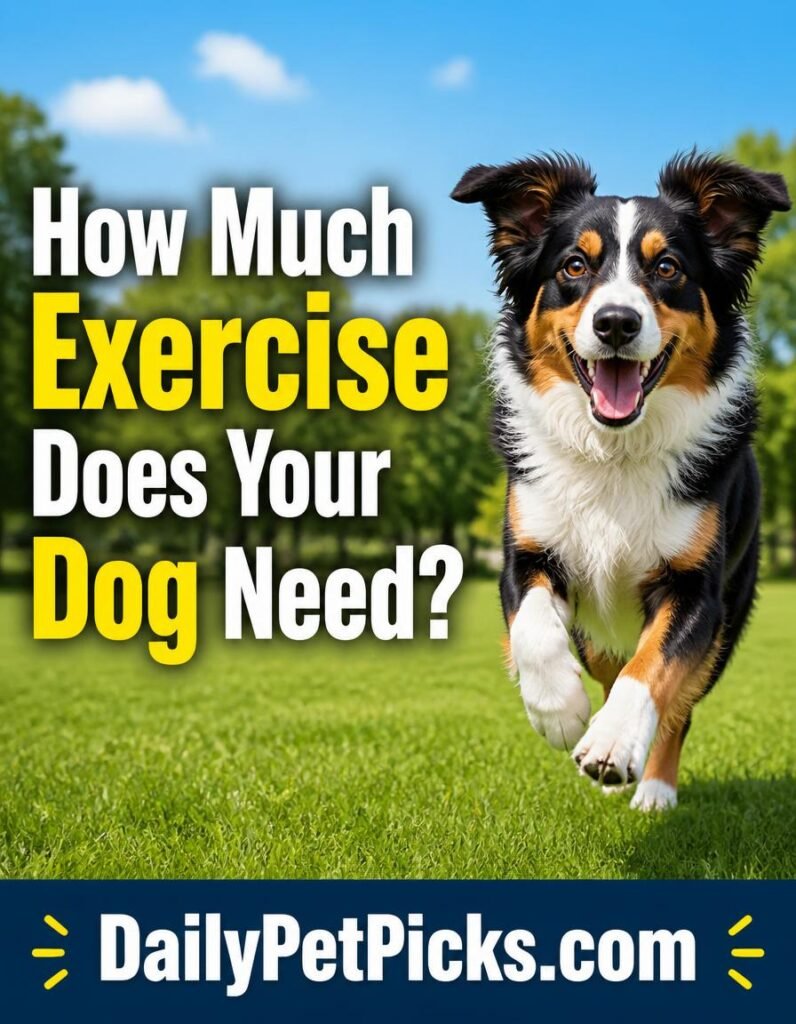 How Much Exercise Does a Dog Need? An Easy, Complete Guide