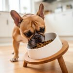 Fawn French bulldog eating kibble from a tilted white bowl on a low wooden stand
